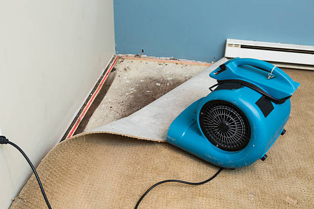 Best Water damage restoration near me  in Inez, TX